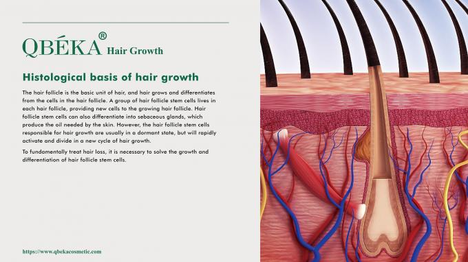 80 ml GMPC setiap hari Pengobatan standar untuk rambut rontok dan rambut rontok pada pria 1
